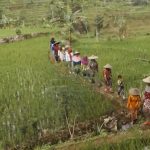 Bagaimana Kondisi Masyarakat Adat di Tengah Pandemi? Bagaimana Kondisi Masyarakat Adat di Tengah Pandemi?